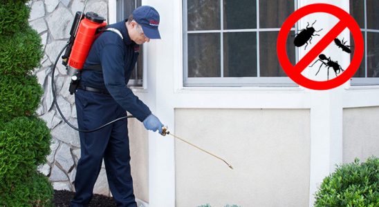 Boyalık Fare İlaçlama böcek ilaçlama ve haşere kontrolü — ilaclama-tr.com